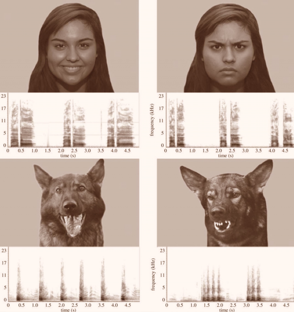 Examples of stimuli used in the study faces and their correspondent vocalizations. Image credit Natalia Albuquerque et