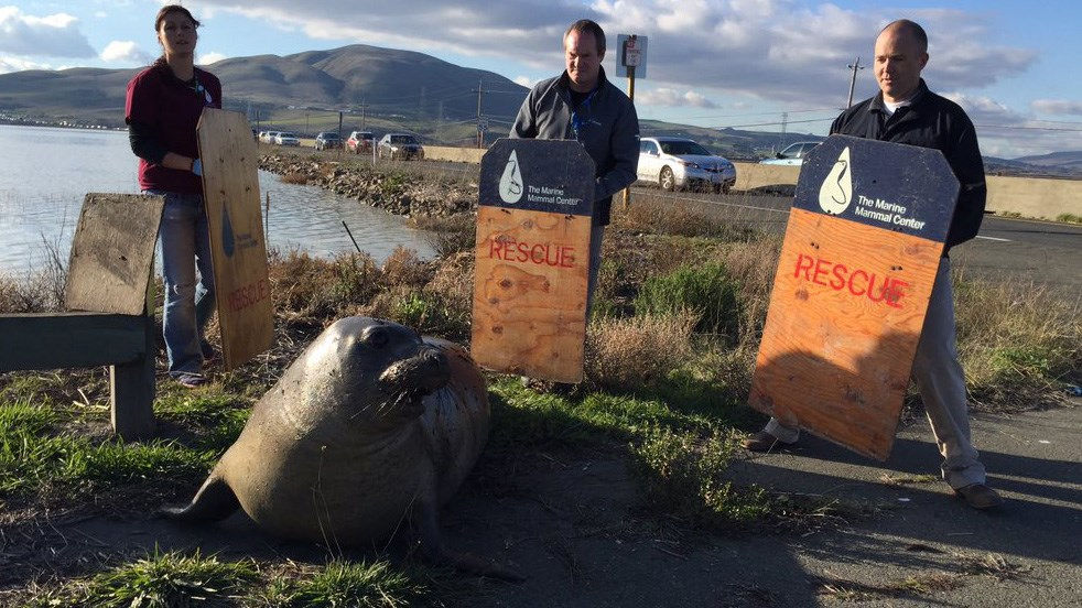 Elephant seal repeatedly tries to cross California highway