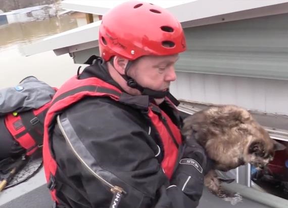 Cat Survives Flood Waters by Floating on Its Litter Box