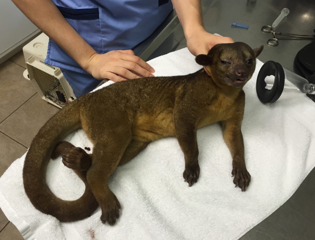 A kinkajou was caressing a woman's face when she woke up in her Miami home according to a family friend