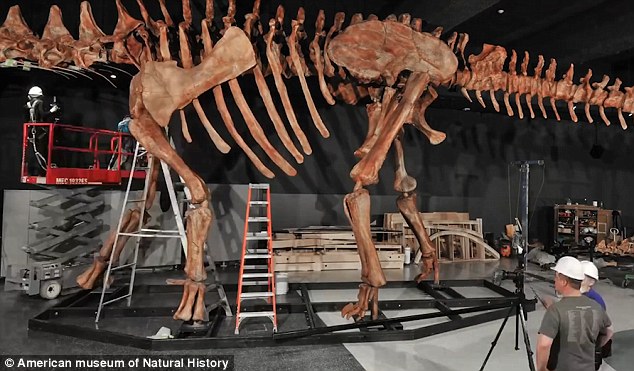 A new video from the American Museum of Natural History in New York shows the construction of a replica of the world's biggest dinosaur for a new exhibition. The video shows a time-lapse of the construction team putting the giant fibreglass bone jigsaw