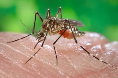 Zika spreading rapidly in the Americas — PAHO