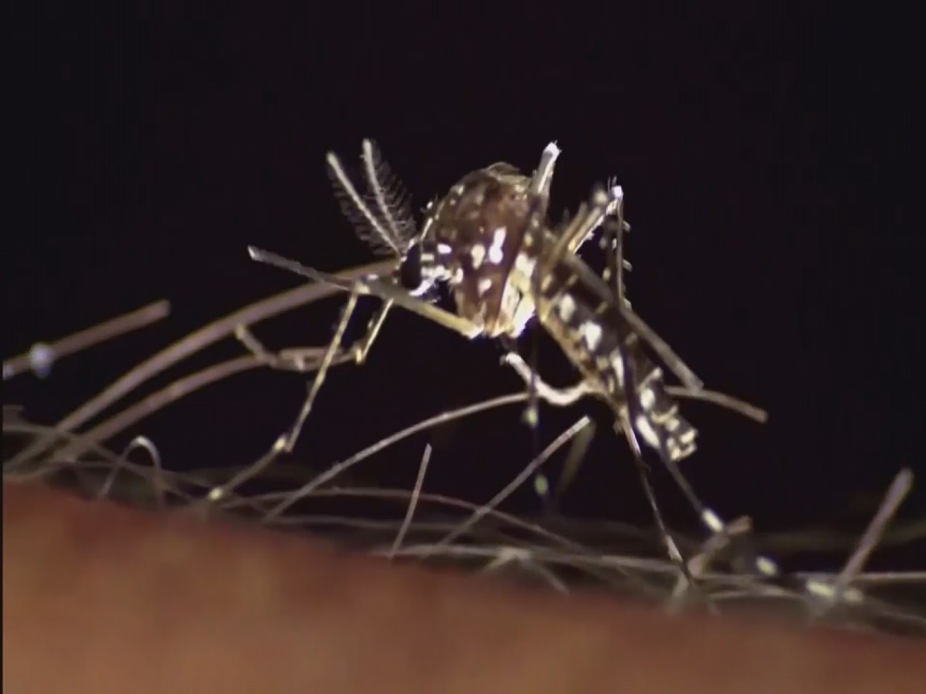 Can genetically modified mosquitoes snuff out the Zika virus?