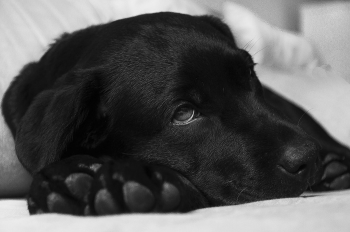 Black Labrador