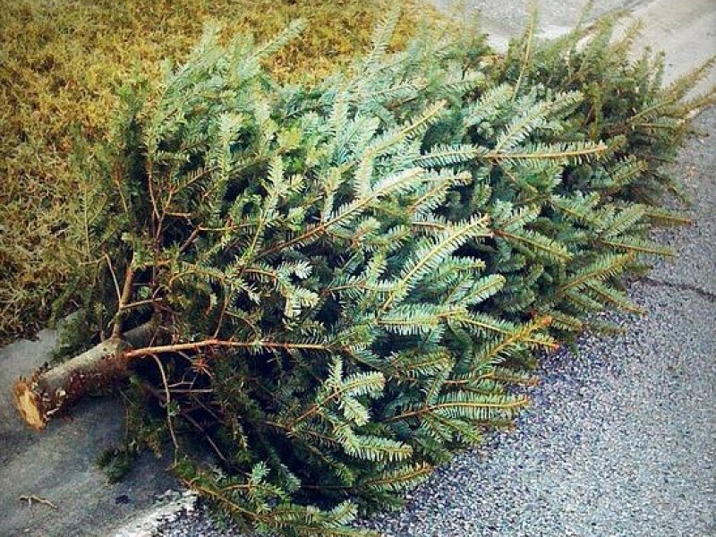 Recycle Your Christmas Tree and Get Some Free Mulch