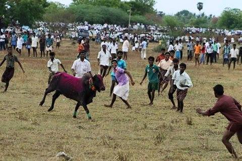 Jallikattu ban: SC hearing tomorrow