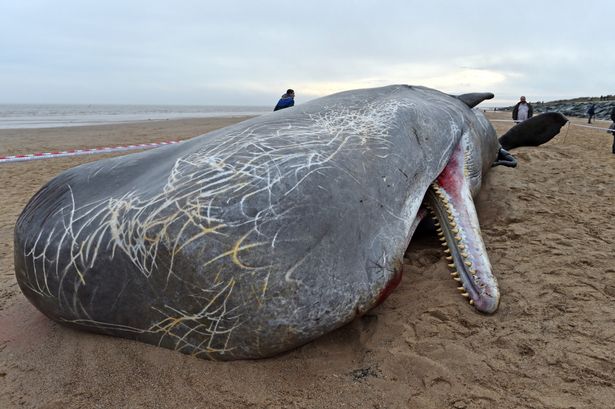 Three dead sperm whales have washed up on the beach at Skegness after a pod got into difficulty in the Wash which is notorious for its low tides