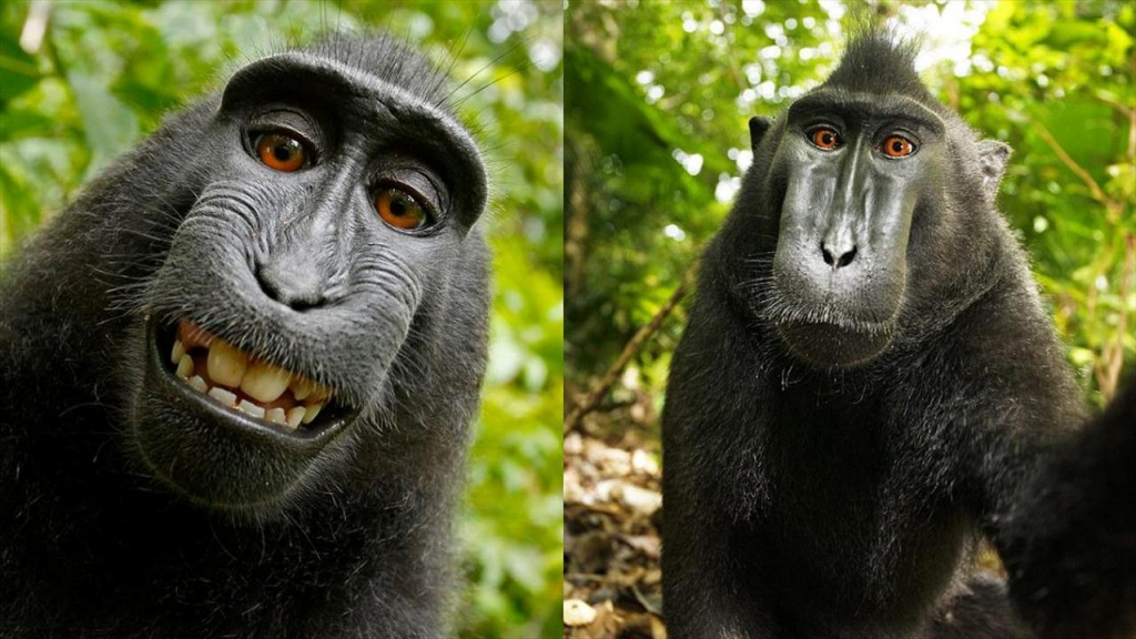 Monkey selfie case: judge rules animal cannot own his photo copyright