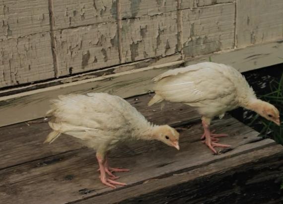 Additional avian flu cases low pathogenic