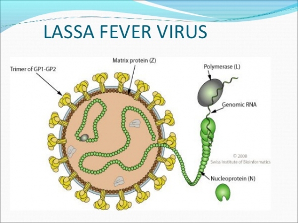 NEMA Warns Lassa Fever As Dangerous As Ebola