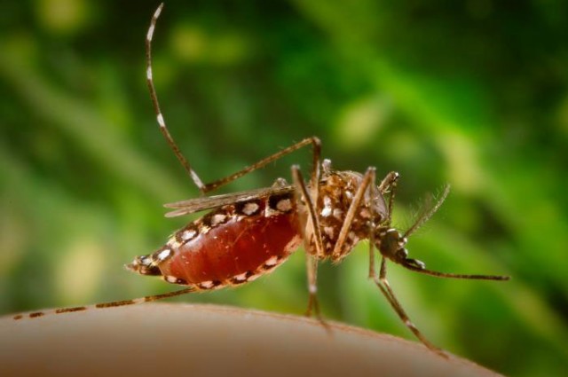 Brazil president declares war on the Zika virus