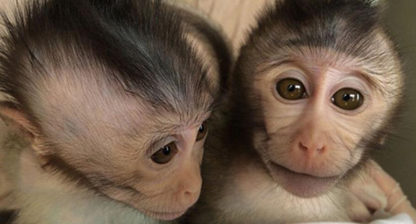 Macaque monkeys with human DNA display an autism-like disorder