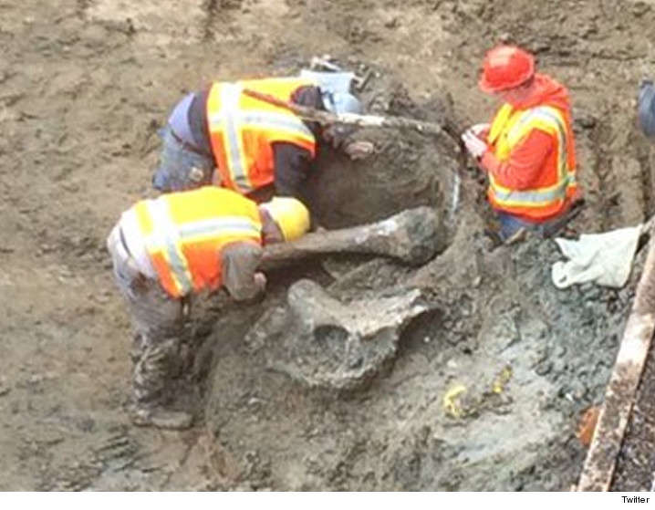 Image courtesy of Twitter. Oregon State University is reporting that construction crews digging in the north end zone in Reser Stadium on Monday uncovered a large femur bone likely from a mammoth