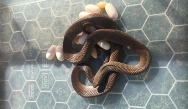 Deadly eastern brown snake and its eggs found under Adelaide fridge