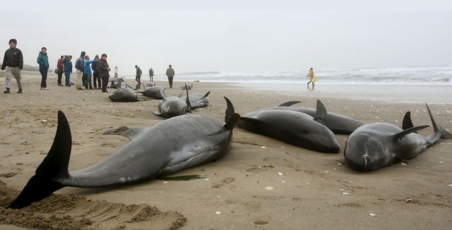 100 Whales Wash Up At Beach 600 Km From Chennai