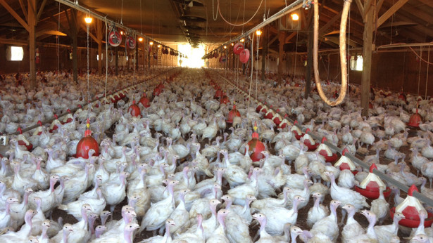 Turkeys in a shed