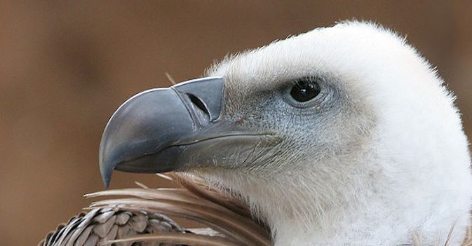 NewsBreaking News An Israeli'Spy Vulture Is Captured Then Released by Lebanese
JTA