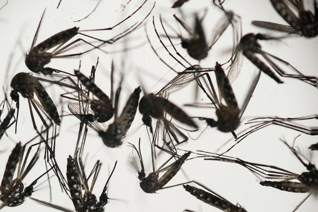 Aedes aegypti mosquitoes sit in a petri dish at the Fiocruz institute in Brazil. The mosquito is a vector for the proliferation of the Zika virus now spreading throughout Latin America.
The Associated Press