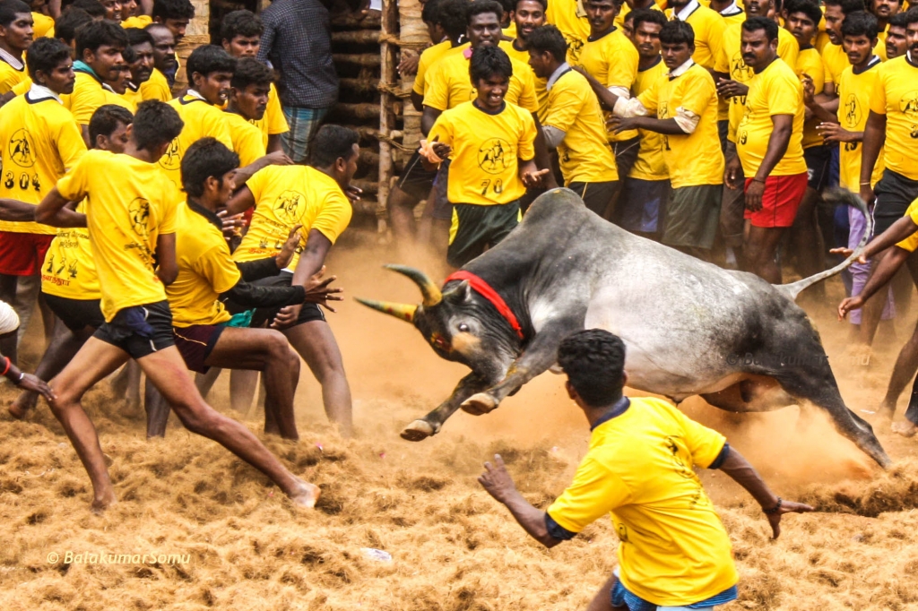 SC gores centre’s nod on Jallikattu