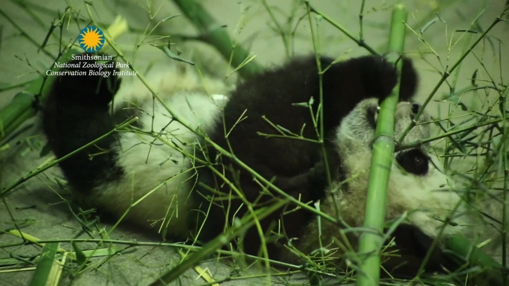 Panda lovers everywhere have long anticipated this moment at the Washington National Zoo