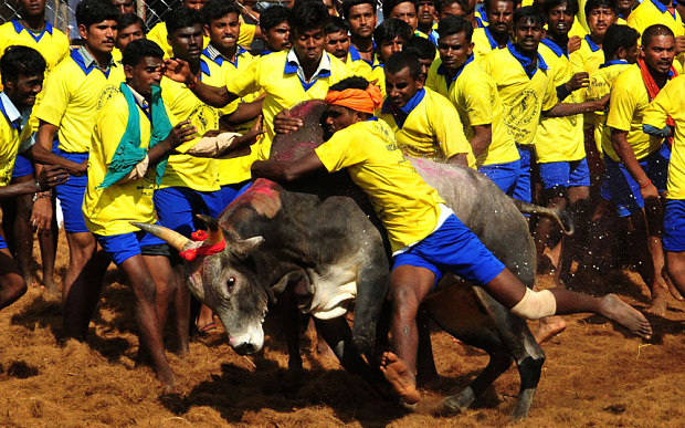 Participants attempting to hold down a bull during a traditional bull taming festival