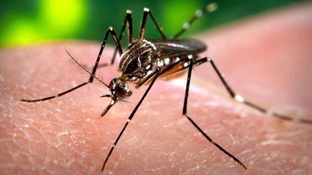 Mosquito Zika virus