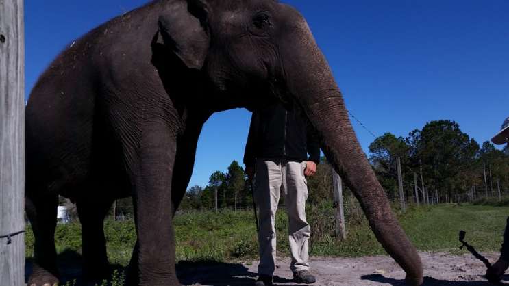 70 year-old Asian elephant Mysore at Ringling's Center for Elephant Conservation