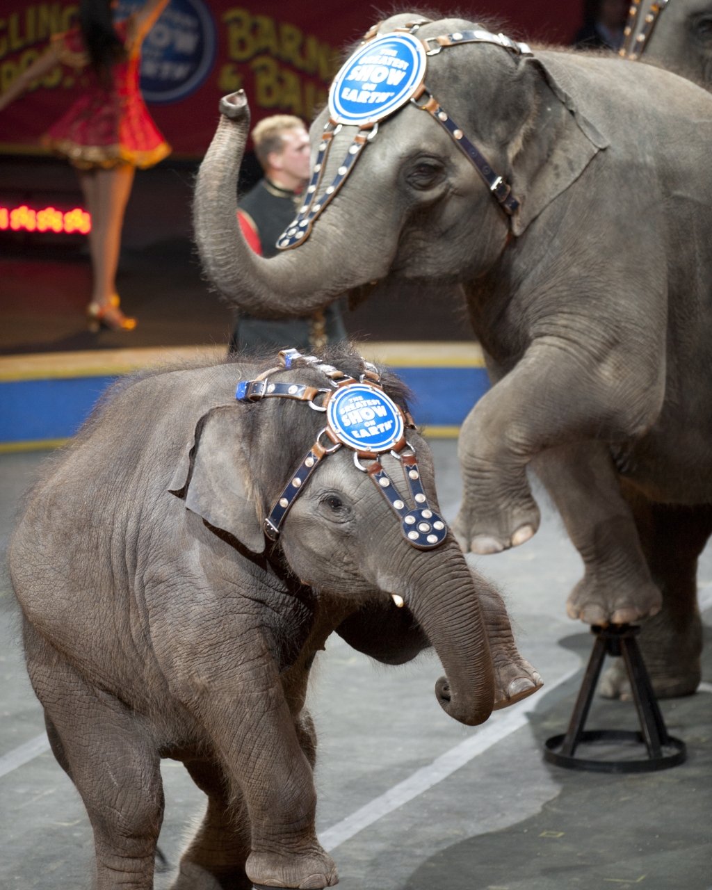 Ringling Bros. and Barnum & Bailey circus will be coming to Austin in August