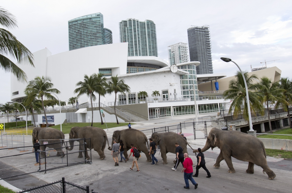 Ringling circus elephants to retire in May