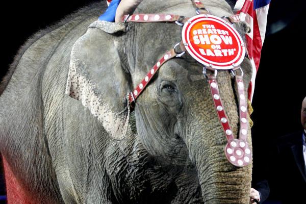 Ringling Brothers Circus to Give Elephants an Early Retirement