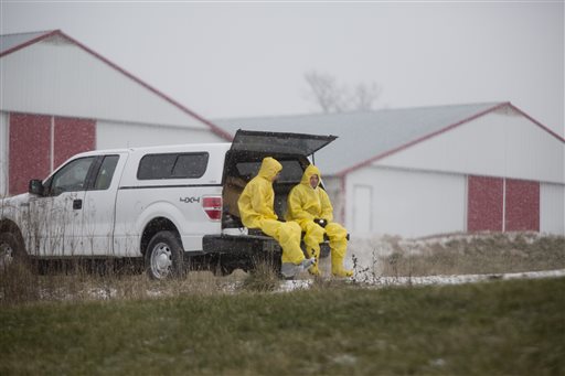 Animal health officials investigating a bird flu strain that's hit 10 southwestern Indiana turkey farms have added 156,000 chickens to the list of birds being euthanized because of the outbreak