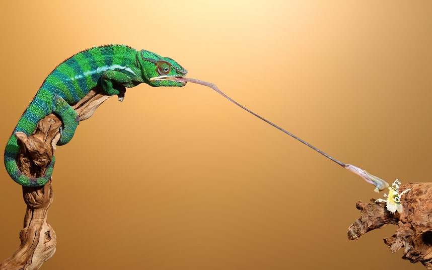 Chameleon Tongue