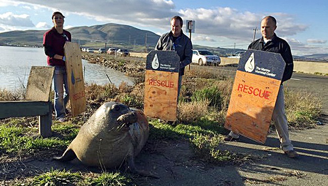 California Highway Patrol wildlife experts from the Marine Mammal Center in Sausalito attempt to corral an elephant seal that repeatedly tried to cross a highway slowing traffic in Sonoma Calif. Monday Dec. 28 2015. CHP