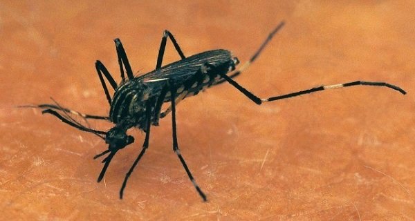 CDC Warns Pregnant Women About Zika virus Outbreak When Traveling