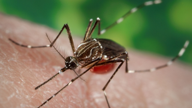 The female Aedes aegypti mosquito spreads viruses including Zika and dengue