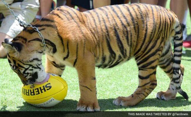 Tiger Attacks Keeper At Australian Zoo