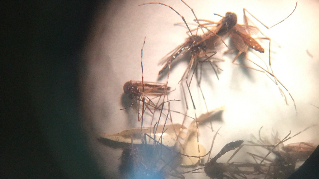 The mosquito Aedes Aegypti as seen through a microscope. The main culprit in the spread of Zika as well as other viruses