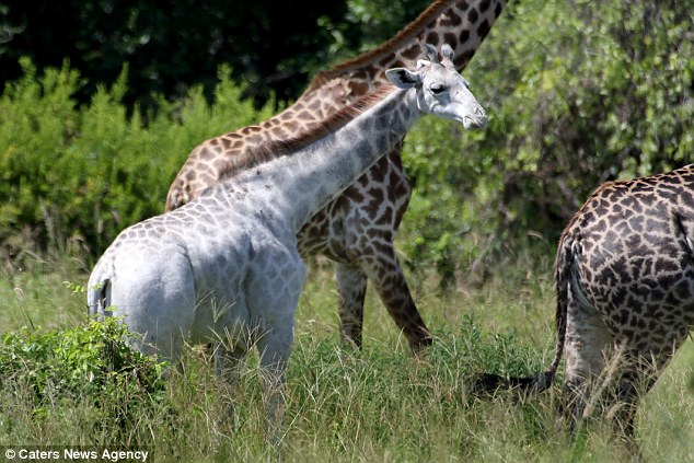 The pale giraffe enjoys roaming with a large group of regular coloured giraffe- who don't seem to mind her unusual colouring