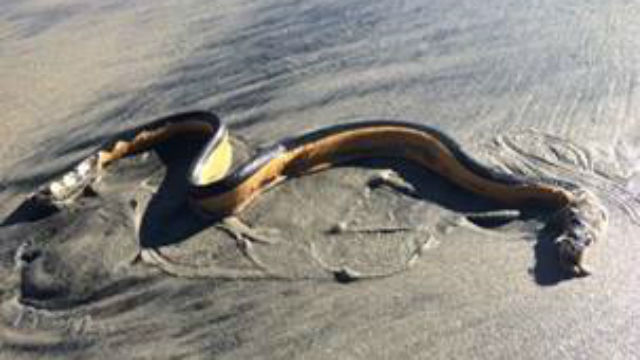 The venomous sea snake that washed ashore in Coronado. Courtesy City of Coronado