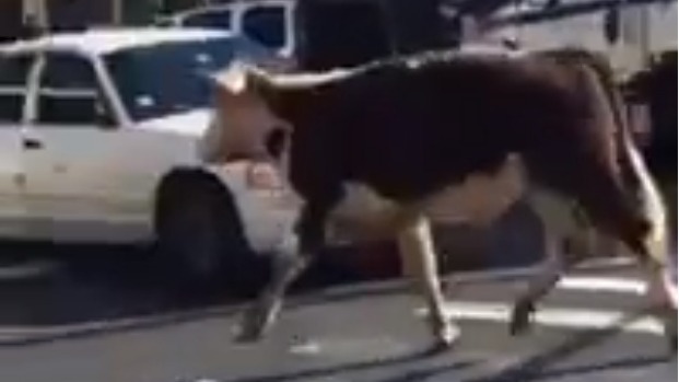 A cow escaped a slaughterhouse in Queens New York