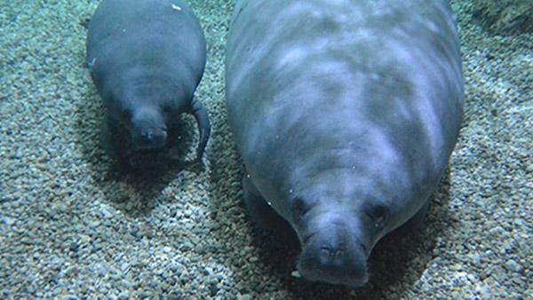 Manatees could be removed from endangered species list