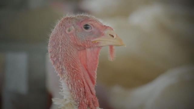 Bird Flu Found at Indiana Turkey Farm not Same as 2015 Virus