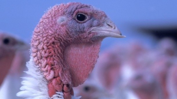 Up to 250,000 birds including 60,000 turkeys will be killed to stop the spread of bird flu