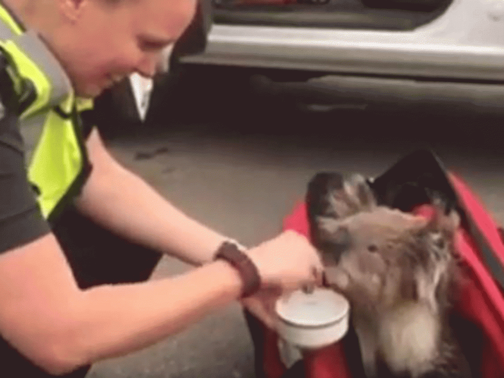 Victoria police fed the koala gum leaves and water to revive her YouTube