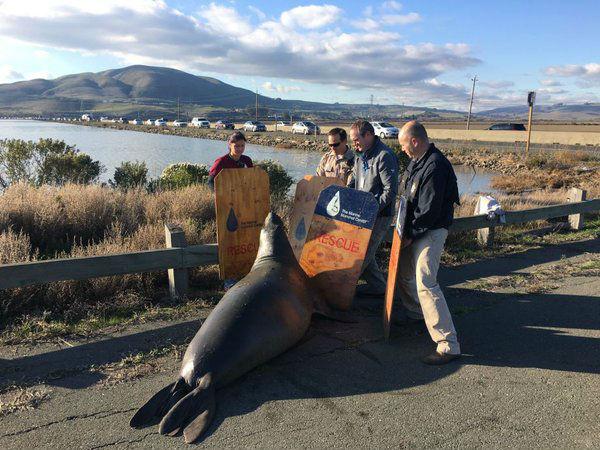 Volunteers try to corral the seal on Highway 37 Twitter