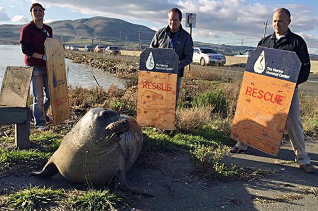 The elephant seal that repeatidly tried to cross the road in North California causing major traffic delays