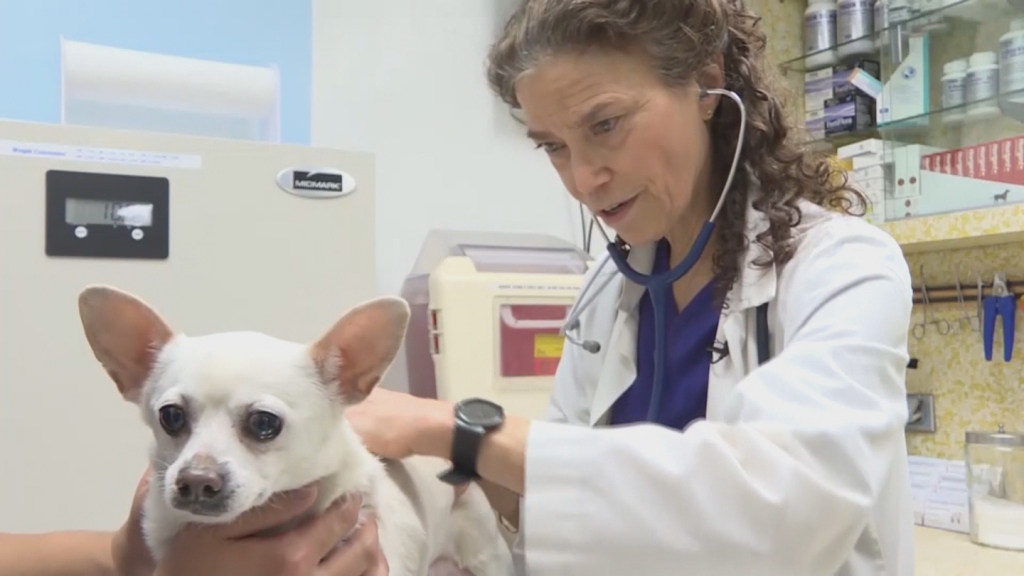 “You will see coughing it’s similar to kennel cough. They may stop eating,” said Dr. Julie Smith