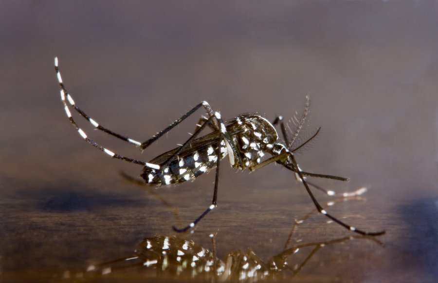 Scientists Are Using Genetically Modified Mosquitoes to Fight the Mosquito-Borne Zika Virus