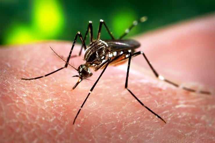 Zika virus reported in Martinique