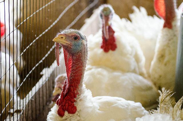 Barn turkeys